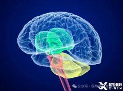 BrainBee腦科學(xué)大賽培訓(xùn)班熱報中！附BrainBee備考資料！